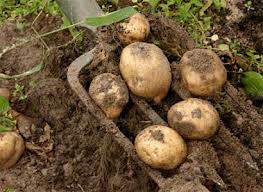 Как собирать рекордные урожаи картофеля и фруктов