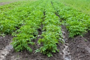 Технопарк выращивание картофеля