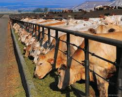 В полесских селах продолжает сокращаться поголовье коров