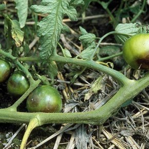 Проблемы с томатами среднего срока созревания