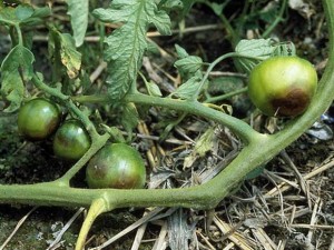 Проблемы с томатами среднего срока созревания