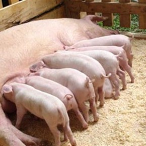 На Львовщине свинья-рекордсменка родила 34 поросенка