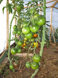 Что делать с томатами во время жары