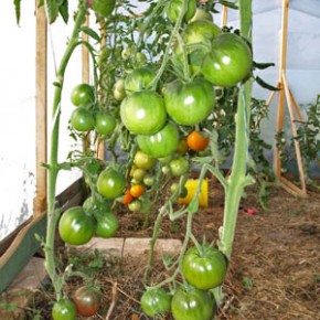 Что делать с томатами во время жары