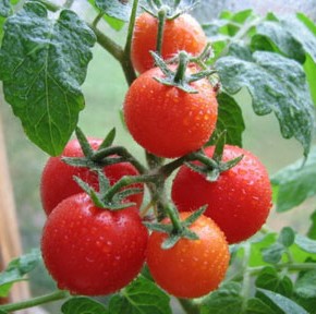Наша большая любовь — томаты