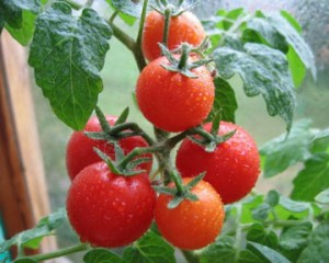 Наша большая любовь — томаты
