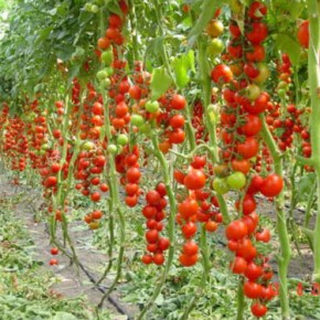 Высокорослые сорта томата в почете