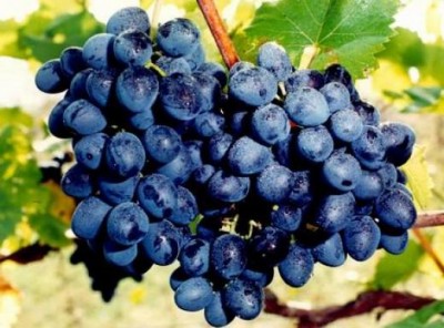 коллекционный виноградник