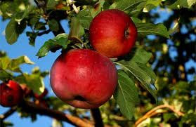 Нужна обрезка яблонь летом: особенности ухода