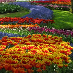 Праздник цвета и цветов в Кейкенхоф