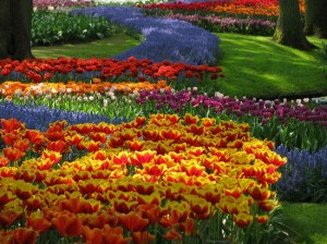 Праздник цвета и цветов в Кейкенхоф