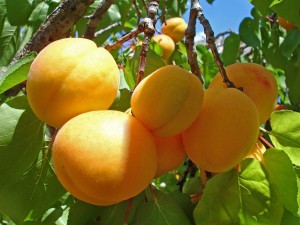 Причины преждевременного усыхания абрикоса