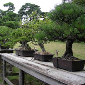 Собственный сад — идеальный материал для бонсаи