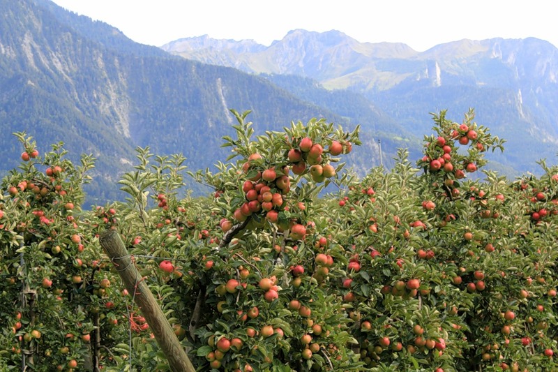 Фруктовая долина. Яблоневые сады в Кабардино-Балкарии. Яйлю яблоневые сады. Адыгея Долина яблонь. Яблоневые сады на Телецком озере.