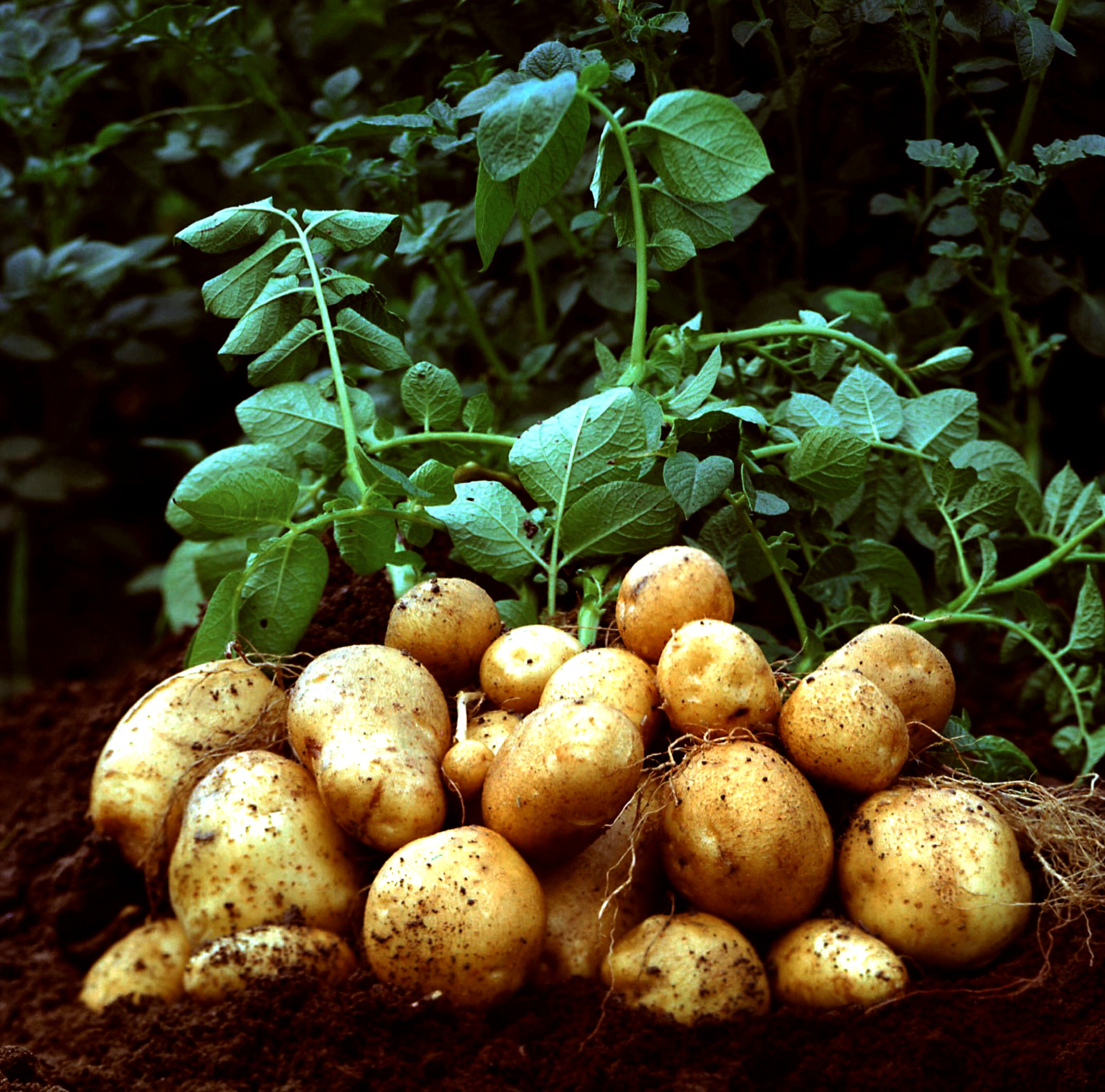 Как выращивать картофель в мешках в 2015 году