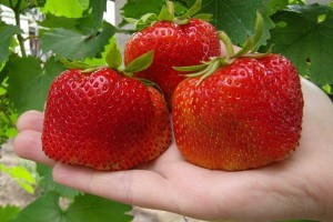 Садовая крупноплодная земляника - прибыльная ягода