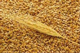 Секретные советы выращивания зерновых в производственном сезоне-2014
