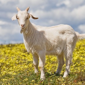 Домашняя коза: история рода