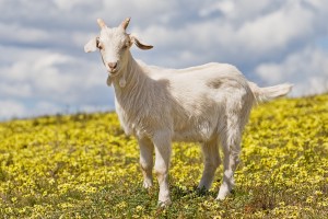 Домашняя коза: история рода