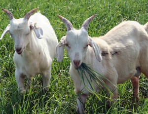 Жвачные и травоядные козы