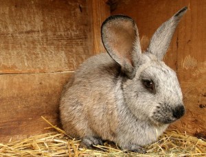 Метод Михайлова для круглогодичного содержание кроликов