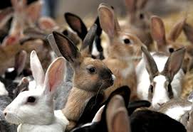 Чесотка у кроликов: лечение,профилактика