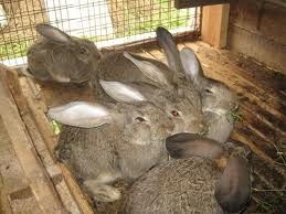 Разведение и выращивание кроликов