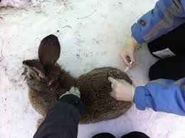 Вакцинация кроликов: причины неудач
