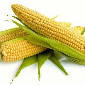 Кукурузная дюймовочка - карликовая кукуруза