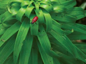 Опасный вредитель — лилиевый жук