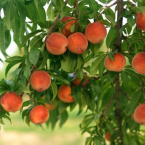 Размножение персика зеленым черенкованием