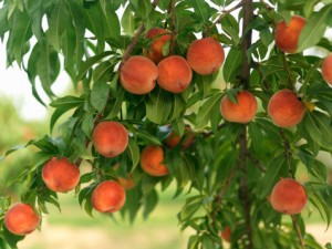 Размножение персика зеленым черенкованием