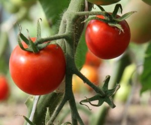 Суперранние и ранние сорта томатов