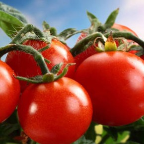 Как сохранить помидоры свежими и невредимыми до новогодних праздников
