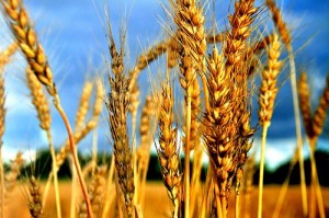 Пшеничные страсти