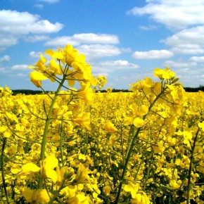 Украинские аграрии засеяли озимый рапс на площади 881 400 гектаров