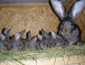 Физиология кролика в аспекте бизнеса на кролиководстве