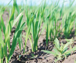 Распространение и вредоносность злаковых сорняков в посевах зерновых культур