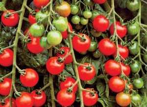 Выращиваем урожай томата в сложных погодных условиях