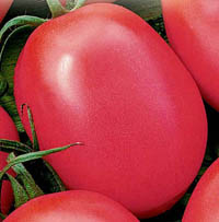 Выращивание томатов — занятие увлекательное и благодарное
