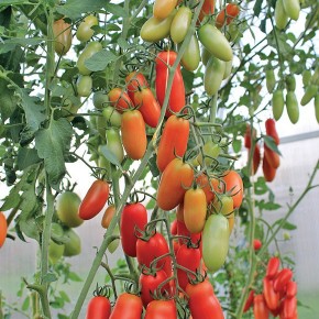 Высокорослые томаты на высоте