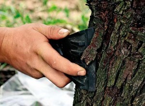 "Операция" по спасению деревьев и кустов