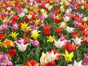 Фейерверки ярких красок тюльпанов