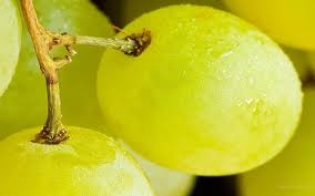 Технология выращивания саженцев винограда