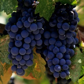 Наиболее благоприятный период для посадки винограда