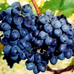 Аграрии в июне реализовали 0,4 тыс. тонн винограда