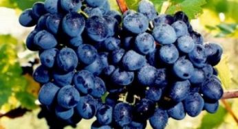 Как выращивать виноград по 10 кг с куста