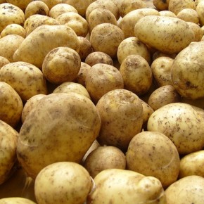 Как сохраняют товарный картофель