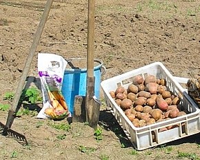 Картофель и лук сажали в марте