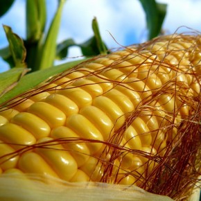 Берегите средства для защиты кукурузы